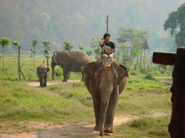 $1000 RAISED FOR THE ELEPHANT NATURE PARK, THAILAND