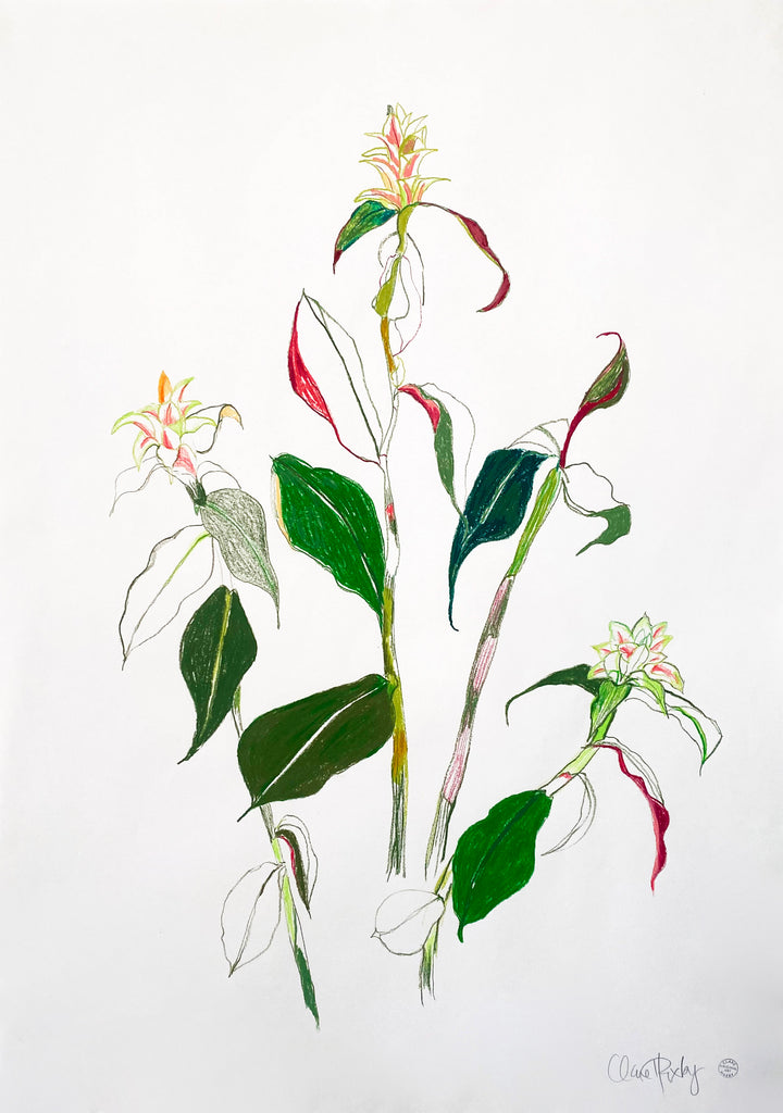 Himalayan Gingerlily ORIGINAL DRAWING on Paper