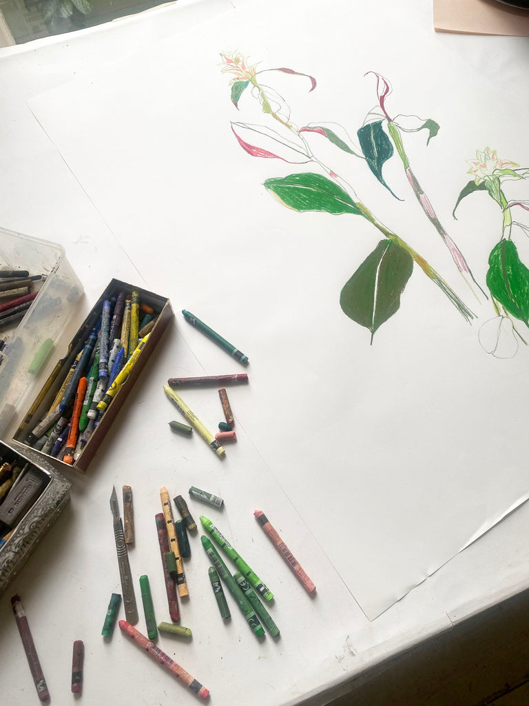 Himalayan Gingerlily ORIGINAL DRAWING on Paper