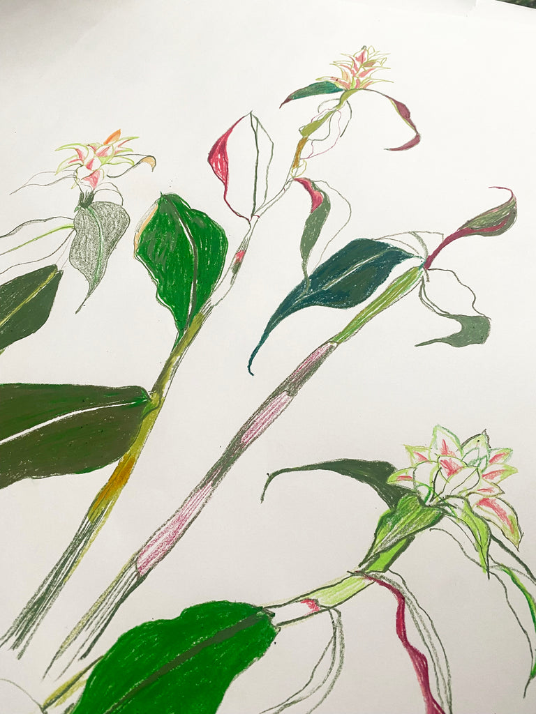 Himalayan Gingerlily ORIGINAL DRAWING on Paper