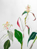 Himalayan Gingerlily ORIGINAL DRAWING on Paper