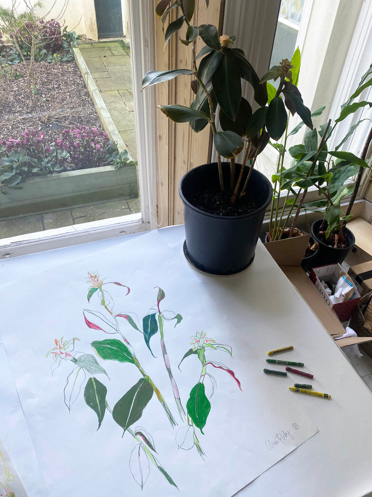 Himalayan Gingerlily ORIGINAL DRAWING on Paper