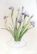 Purple Iris in a Contemporary Glass Bowl - ORIGINAL DRAWING