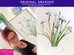 Purple Iris in a Contemporary Glass Bowl - ORIGINAL DRAWING