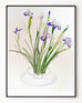 Purple Iris in a Contemporary Glass Bowl - ORIGINAL DRAWING