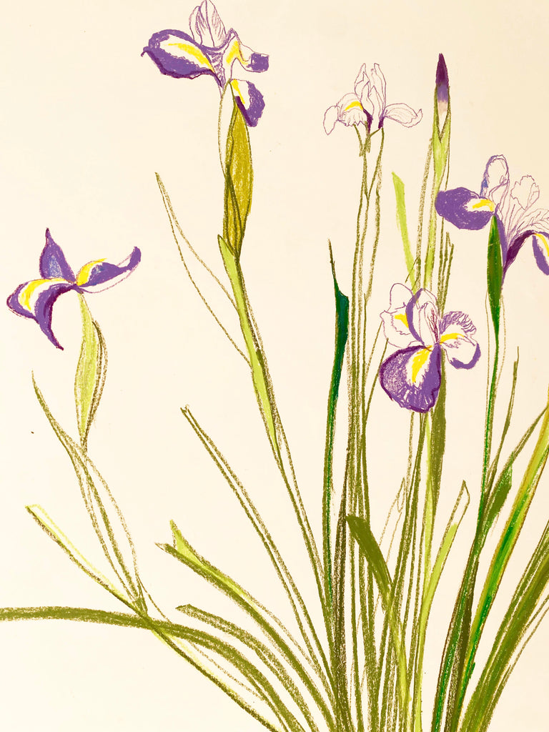 Purple Iris in a Contemporary Glass Bowl - ORIGINAL DRAWING