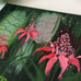 Torch Ginger, Red Ginger & Sceptre of the Emperor in the Botanic Gardens - Original Painting.
