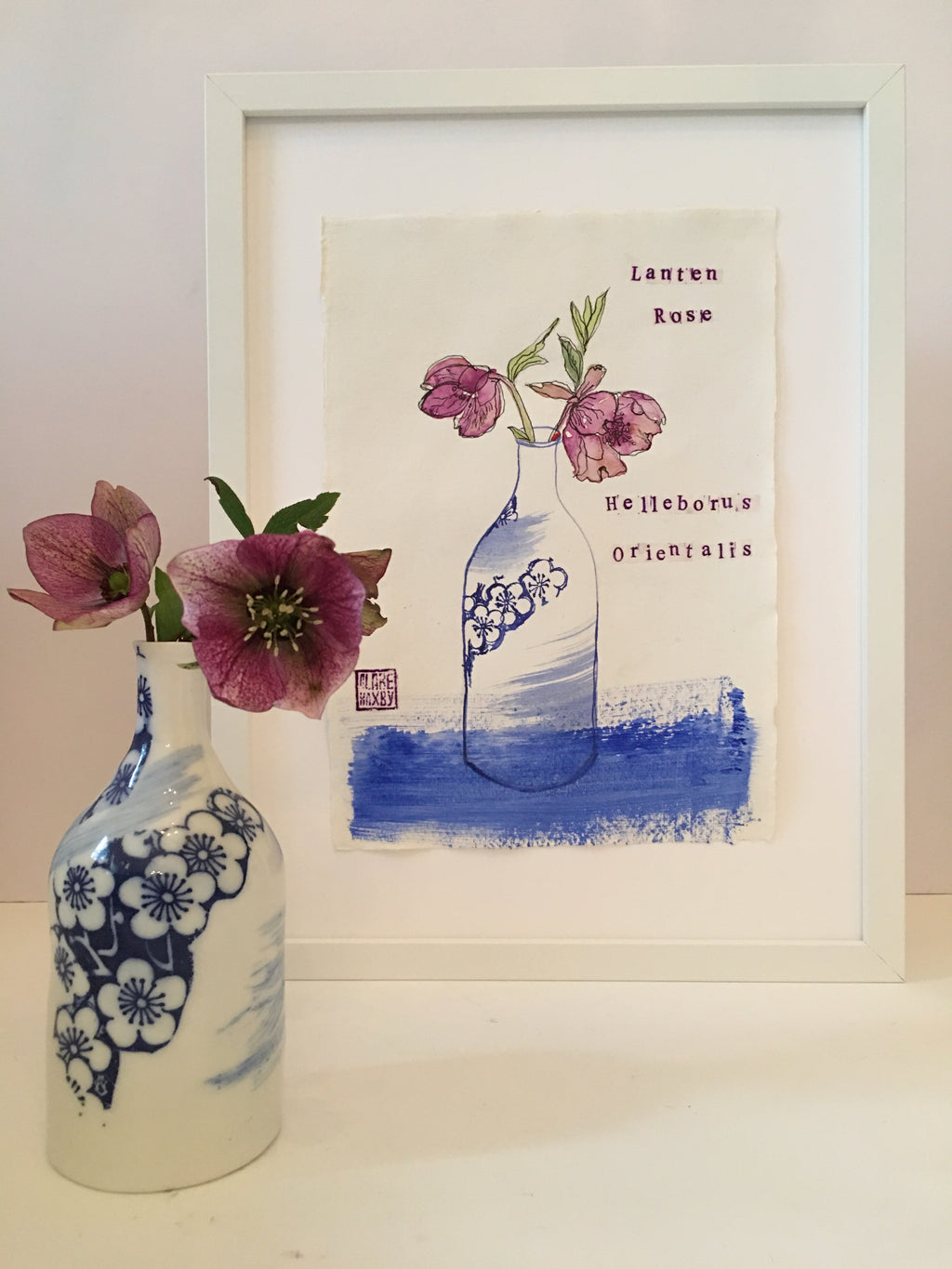 Lanten Rose (Helleborus Orientalis)