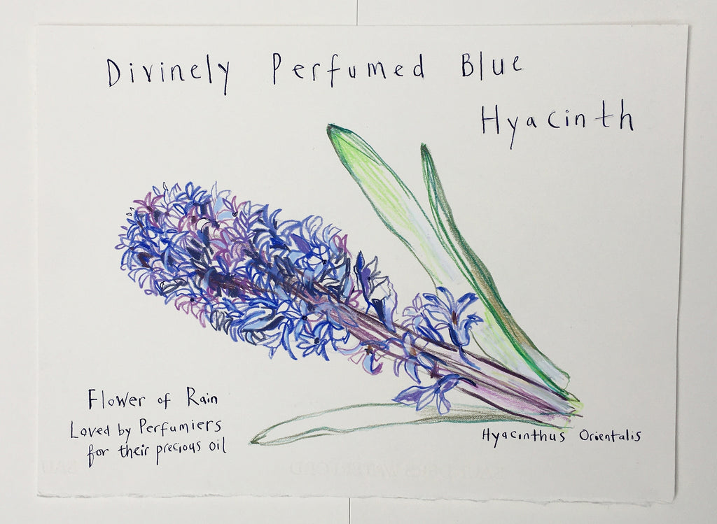 Divinely Perfumed Blue Hyacinth - Original Drawing