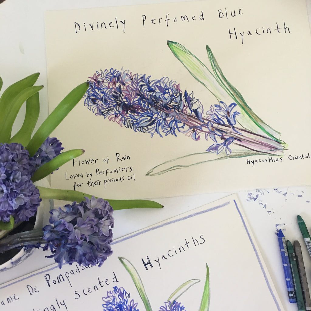 Divinely Perfumed Blue Hyacinth - Original Drawing