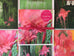 Gingerlilies Greetings Cards