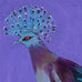 Clare Haxby Victoria Crown Pigeon Close up